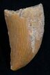 Carcharodontosaurus Tooth - Serrated #5935-1
